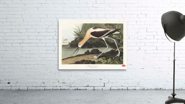 American Avocet Wall Preview