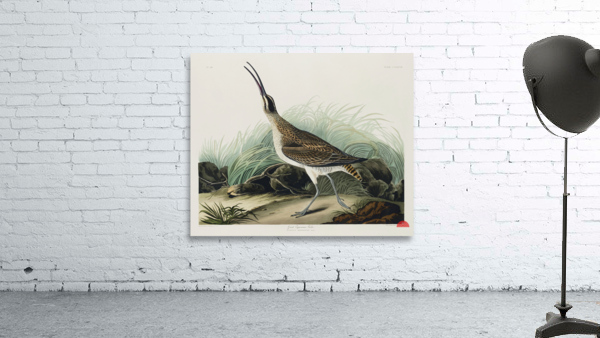 Hudsonian Curlew Wall Preview