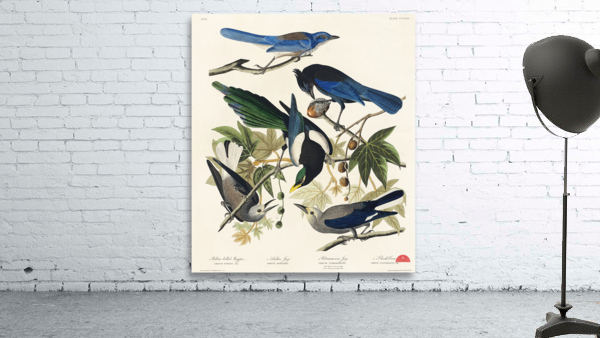 Yellow-Billed Magpie Stellers Jay Ultramarine Jay and Clarks Crow Wall Preview