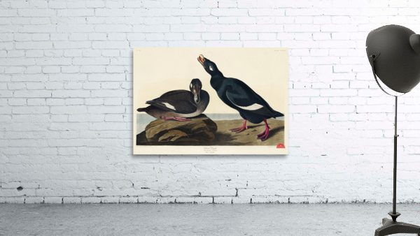 Blue-eyed yellow Warbler Wall Preview