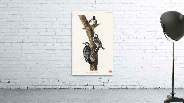 Red-Cockaded Woodpecker Wall Preview