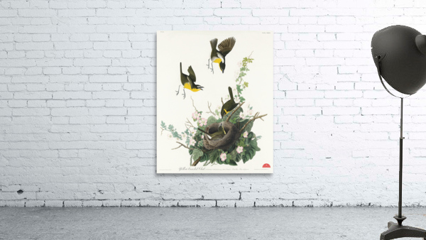 Yellow-breasted Chat Wall Preview