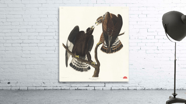 Rough-legged Falcon Wall Preview