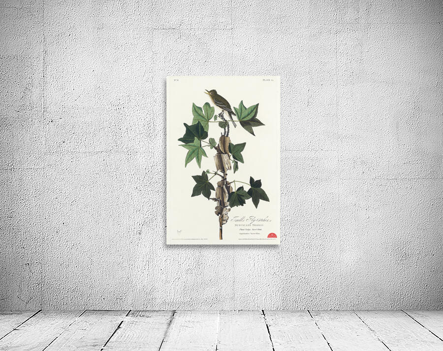 Traills Flycatcher Wall Preview