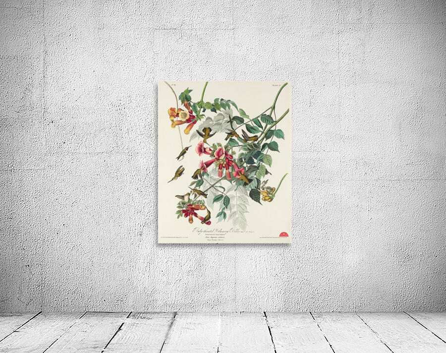 Ruby-throated Humming Bird Wall Preview