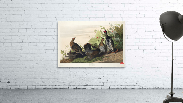 Spotted Grouse Wall Preview
