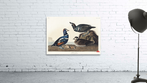 Harlequin Duck Wall Preview
