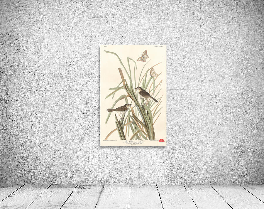 MacGillivrays Finch Wall Preview