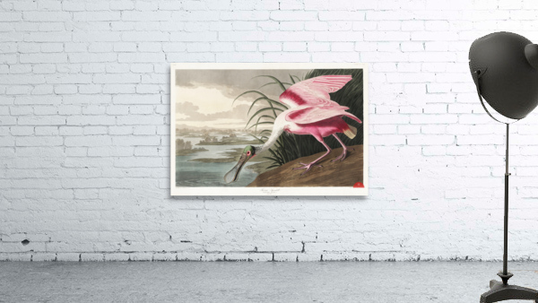 Roseate Spoonbill Wall Preview