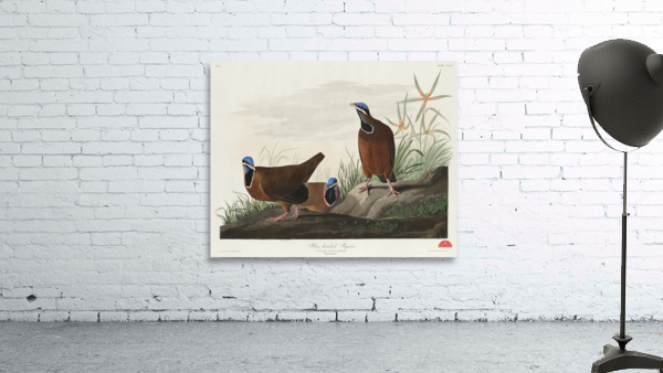 Roseate Spoonbill Wall Preview