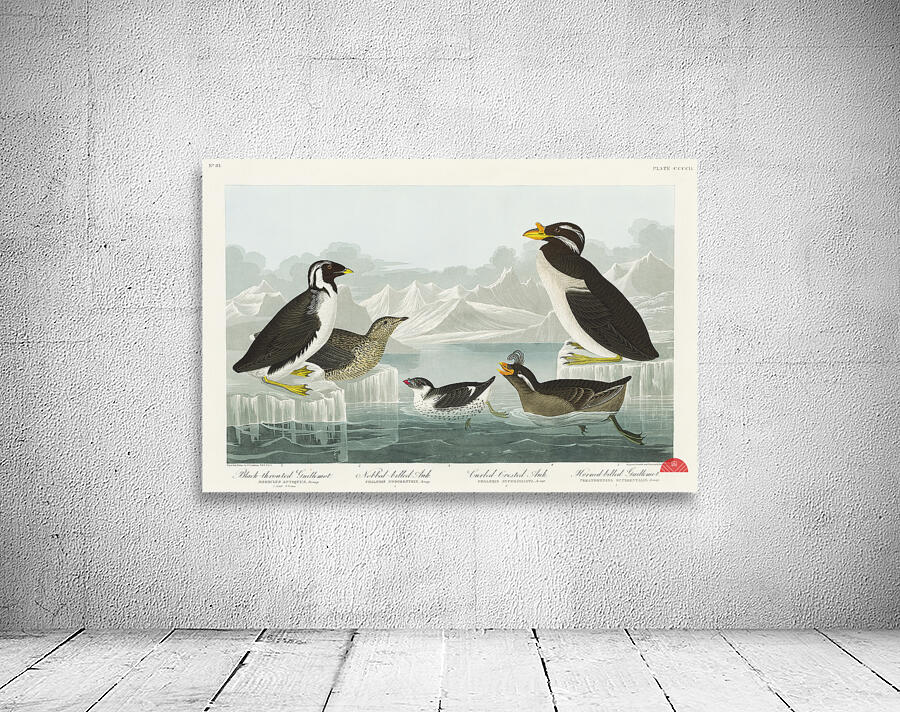 Black-throated Guillemot Nobbed-billed Auk Curled-crested Auk and Horned-billed Guillemot Wall Preview