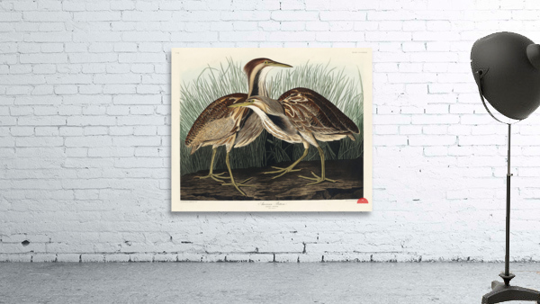 American Bittern Wall Preview