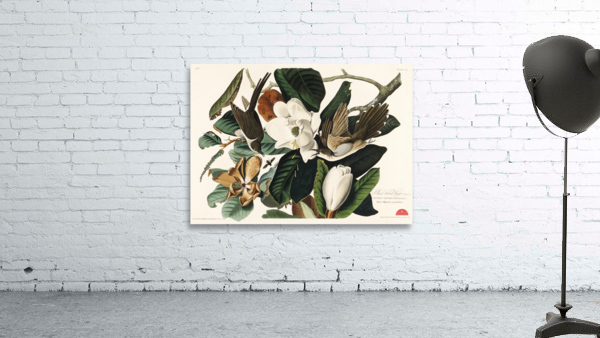 Black-billed Cuckoo Wall Preview