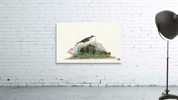 Prairie Titlark Wall Preview