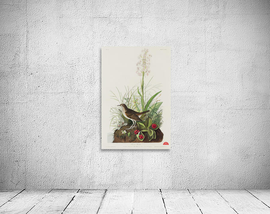 Tawny Thrush Wall Preview