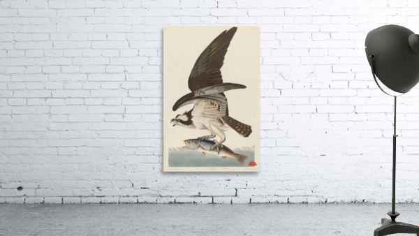 Fish Hawk or Osprey Wall Preview