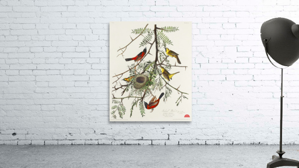 Orchard Oriole Wall Preview