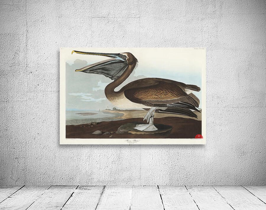 Brown Pelican Wall Preview
