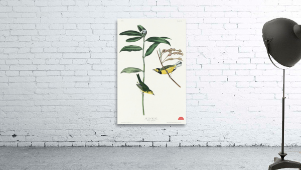 Hooded Warbler Wall Preview