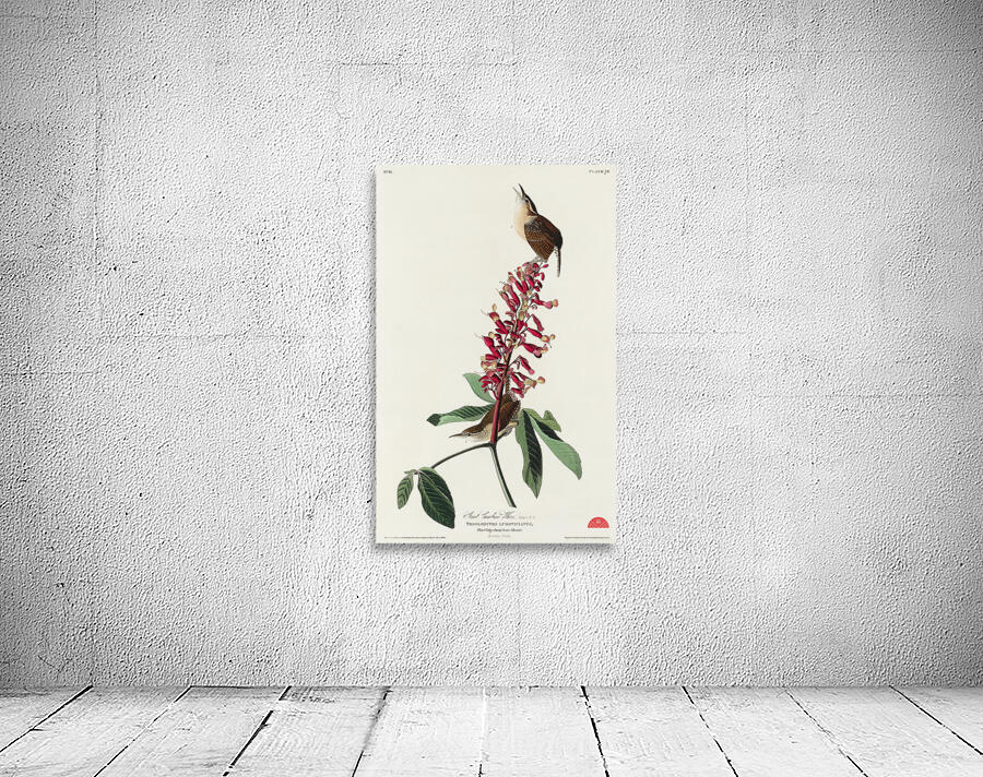 Great Carolina Wren Wall Preview