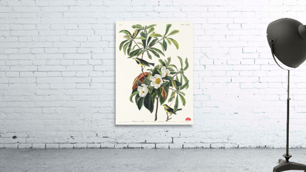 Bachmans Warbler Wall Preview