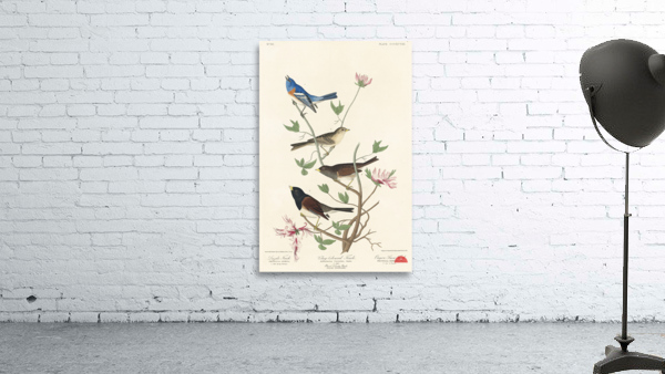 Lazuli Finch Clay-coloured Finch Oregon Snow Finch Wall Preview