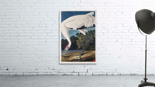 Hooping Crane Wall Preview