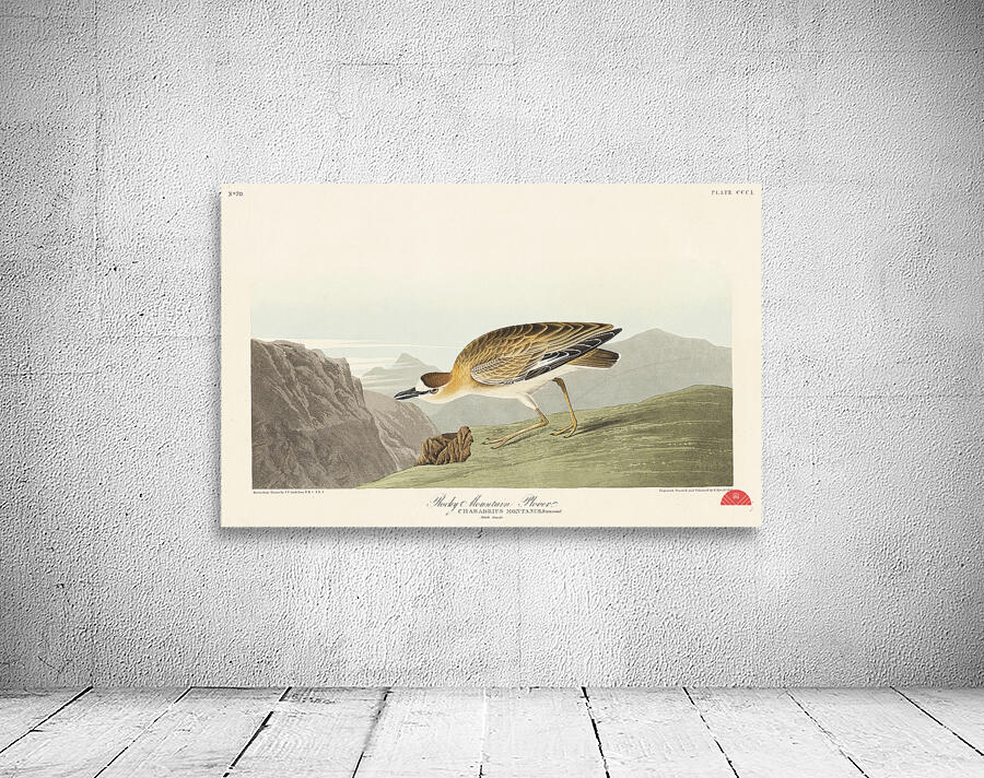 Rocky Mountain Plover Wall Preview