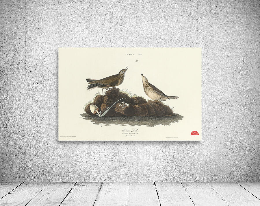 Brown Lark Wall Preview