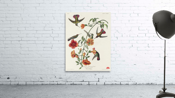 Mango Hummingbird Wall Preview