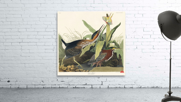 Mango Hummingbird Wall Preview