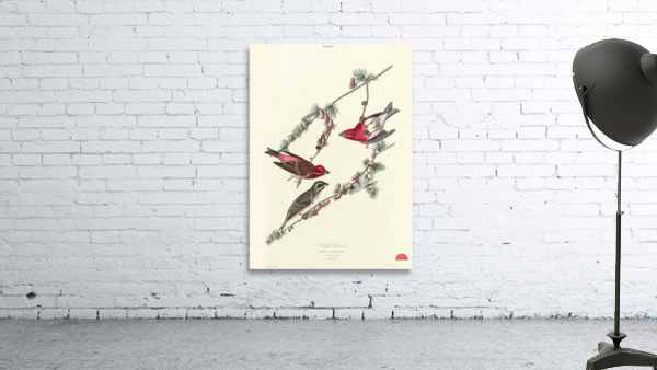 Purple Finch Wall Preview