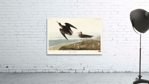 Purple Finch Wall Preview