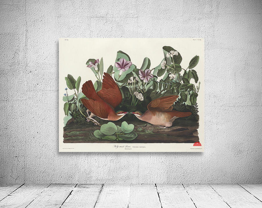 Key-west Dove Wall Preview