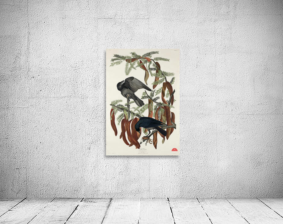 Fish Crow Wall Preview