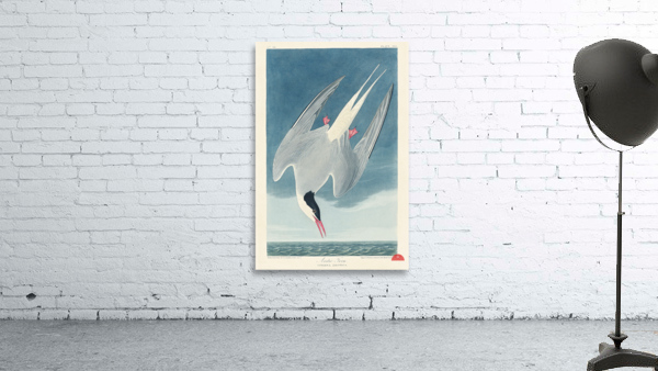 Arctic Tern Wall Preview