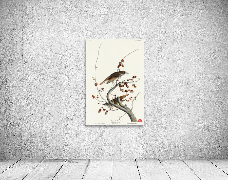 Hermit Thrush Wall Preview