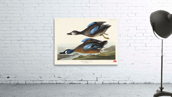 Blue-Winged Teal Wall Preview