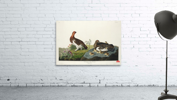 Willow Grouse or Large Ptarmigan Wall Preview