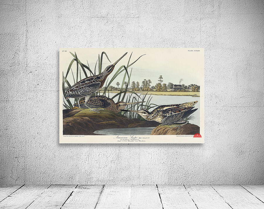 American Snipe Wall Preview