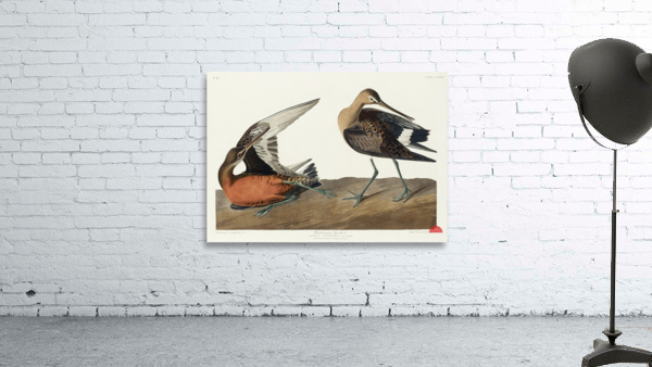 Hudsonian Godwit Wall Preview