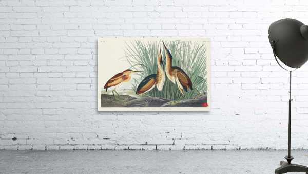 Hudsonian Godwit Wall Preview