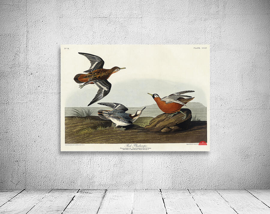 Red Phalarope Wall Preview