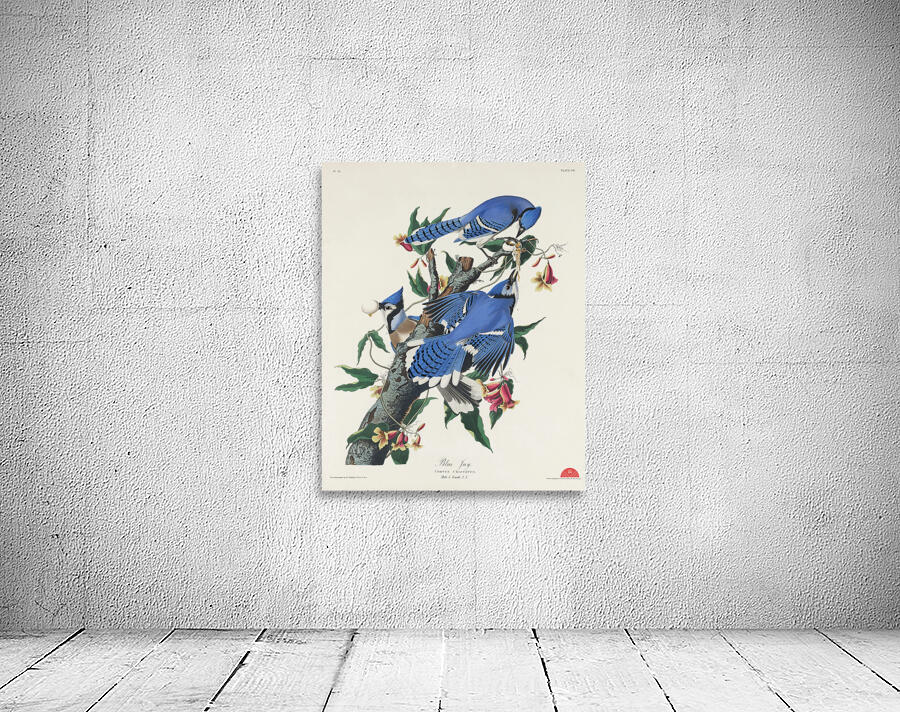 Blue Jay Wall Preview