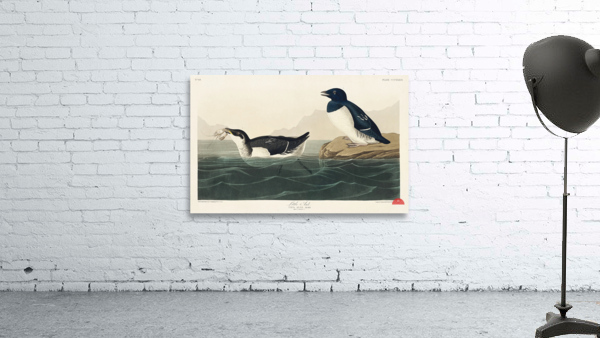 Little Auk Wall Preview