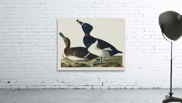 Ring-necked Duck Wall Preview