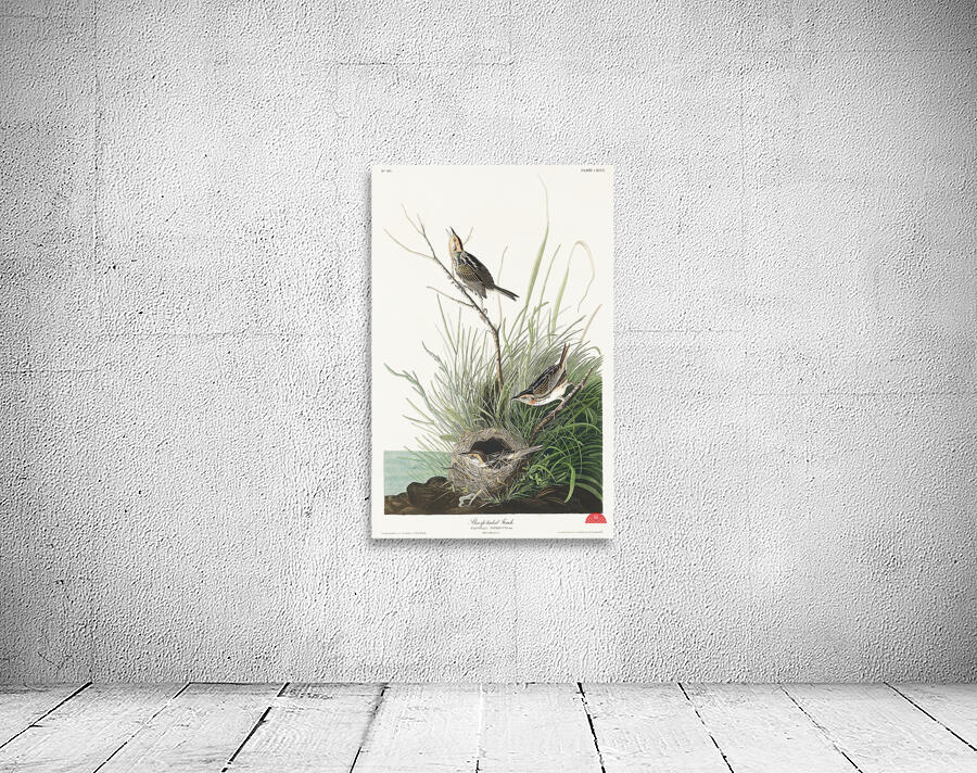 Sharp-tailed Finch Wall Preview