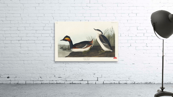 Eared Grebe Wall Preview