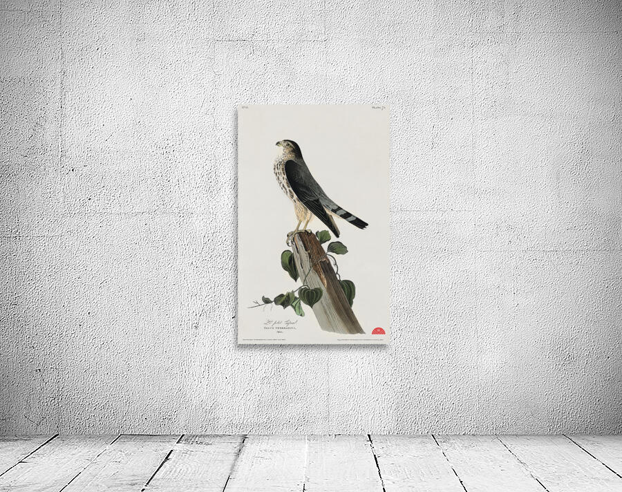 Le Petit Caporal Wall Preview