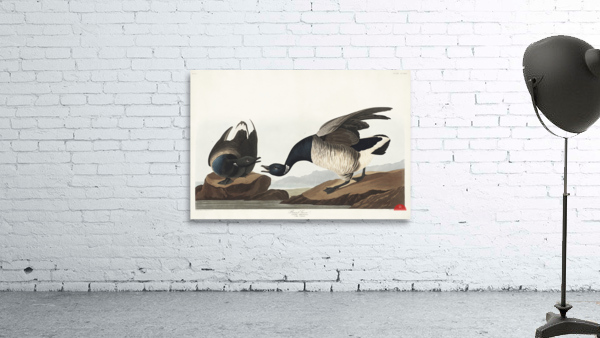 Brant Goose Wall Preview